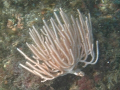 Leptogorgia alba