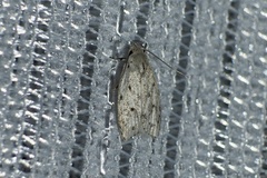 Scythropiodes leucostola