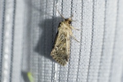 Spodoptera depravata