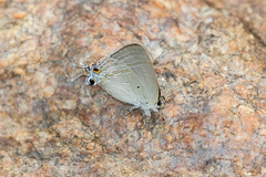 Hypolycaena phorbas