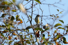 Vireo bellii bellii