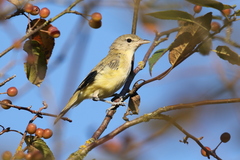 Vireo bellii bellii