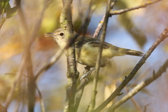 Vireo bellii bellii