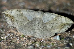 Blasticorhinus