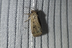 Spodoptera depravata