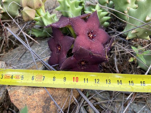 Orbea melanantha