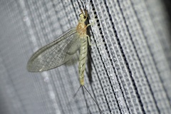 Ephemera japonica