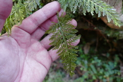 Trichomanes strictum