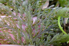 Trichomanes strictum