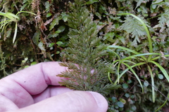 Trichomanes strictum