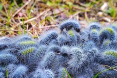 Thaumetopoea herculeana