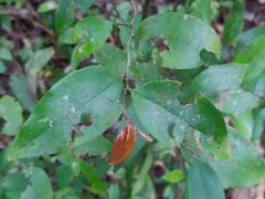 Orophea thomsonii