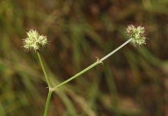 Sanicula hoffmannii