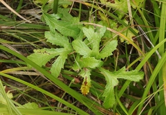 Sanicula hoffmannii