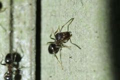 Lasius hayashi