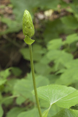 Ligularia splendens