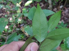 Orophea thomsonii