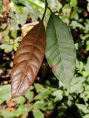 Palaquium ellipticum