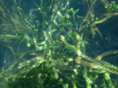 Waterweed (Elodea)
