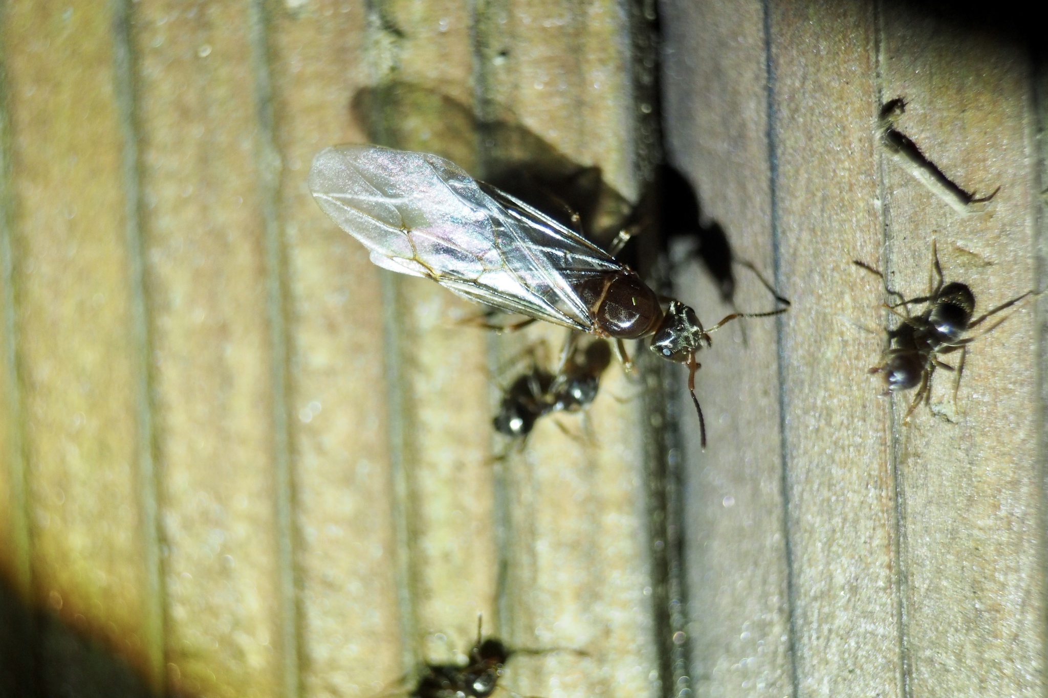 Lasius hayashi