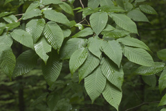 Carpinus cordata