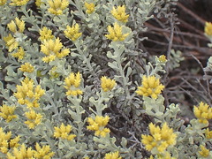 Helichrysum excisum