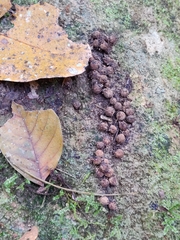 Acronychia pedunculata