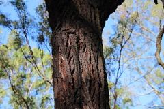 Eucalyptus crebra