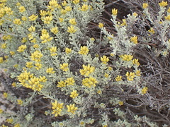 Helichrysum excisum