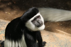 Colobus guereza