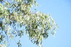Eucalyptus crebra