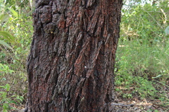 Eucalyptus crebra