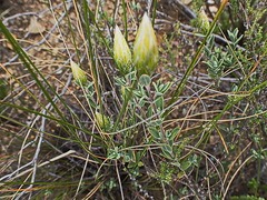 Pteronia membranacea