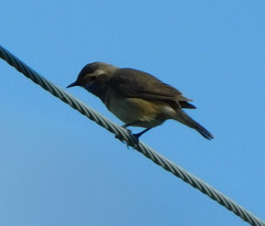 Luscinia svecica