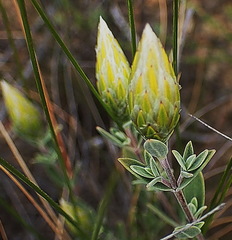 Pteronia membranacea