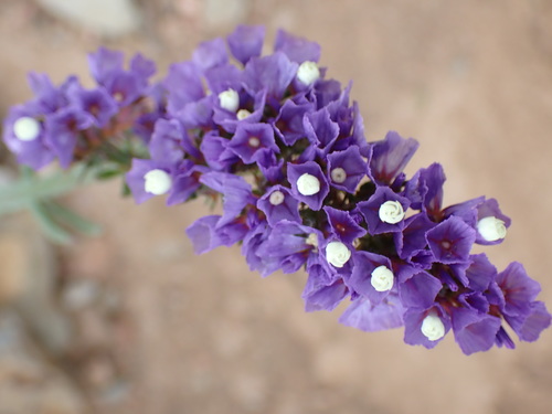 Limonium sinuatum