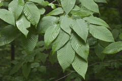 Carpinus cordata