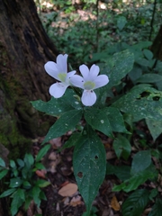 Barleria courtallica