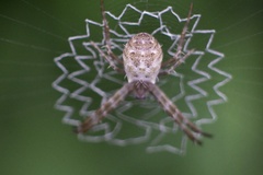 Argiope amoena
