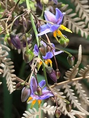 Dianella longifolia longifolia