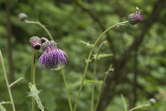 Cirsium schantarense