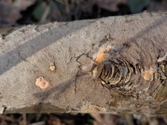 Etheirodon fimbriatum