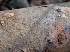 Etheirodon fimbriatum