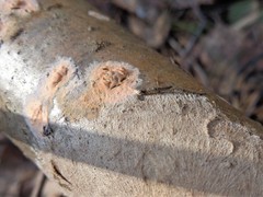Etheirodon fimbriatum