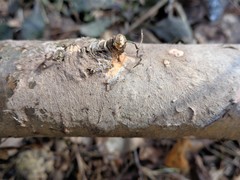 Etheirodon fimbriatum