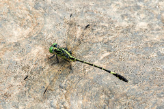 Austrogomphus prasinus