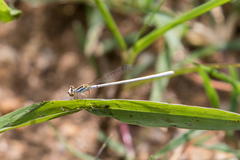 Agriocnemis argentea