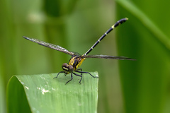 Austrogomphus prasinus