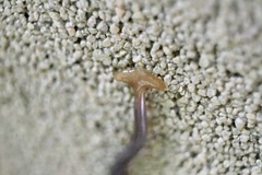 Bipalium fuscolineatum