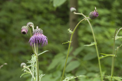 Cirsium schantarense